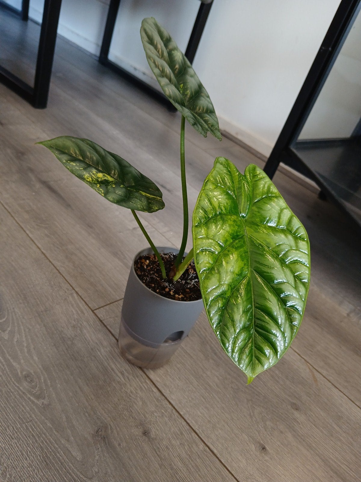 Alocasia Sinuata variegata, Ophalen of Verzenden, Halfschaduw, Minder dan 100 cm