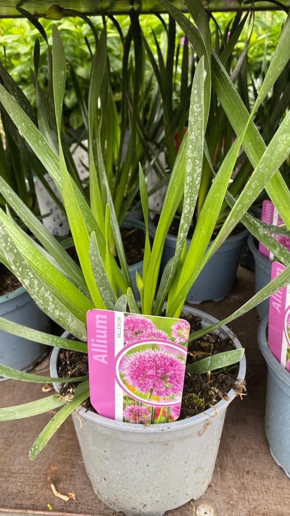 Allium 'Millennium' - Sierui voor tuin en terras, Volle zon, Vaste plant, Zomer, Ophalen