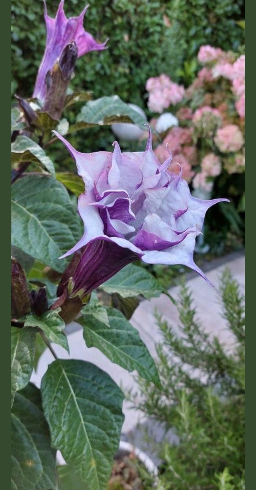 Datura Metel....engelentrompet - zaden ! € 3,50 INCL..VERZ., Ophalen of Verzenden, Volle zon