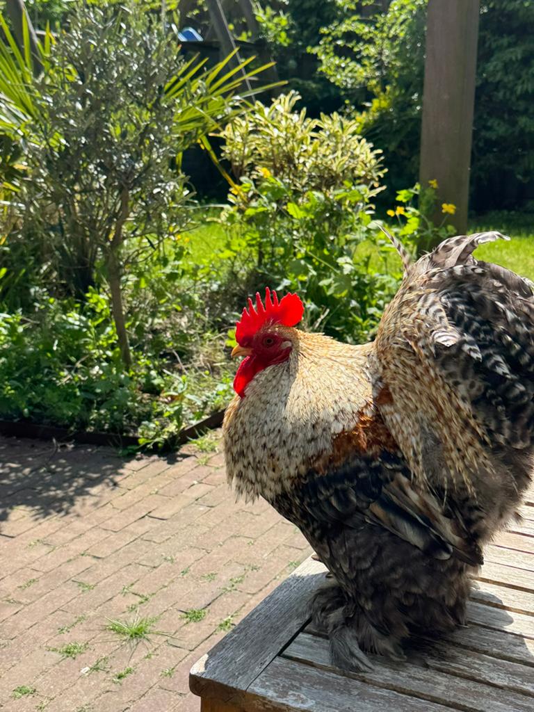 Haan, cochin kriel, gratis, Dieren en Toebehoren, Pluimvee, Mannelijk, Kip
