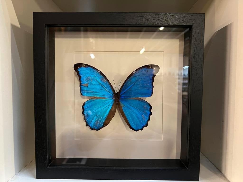 Morpho Didius in lijst 25 x 25 cm met beschadiging, Ophalen of Verzenden, Nieuw, Overige soorten, Opgezet dier