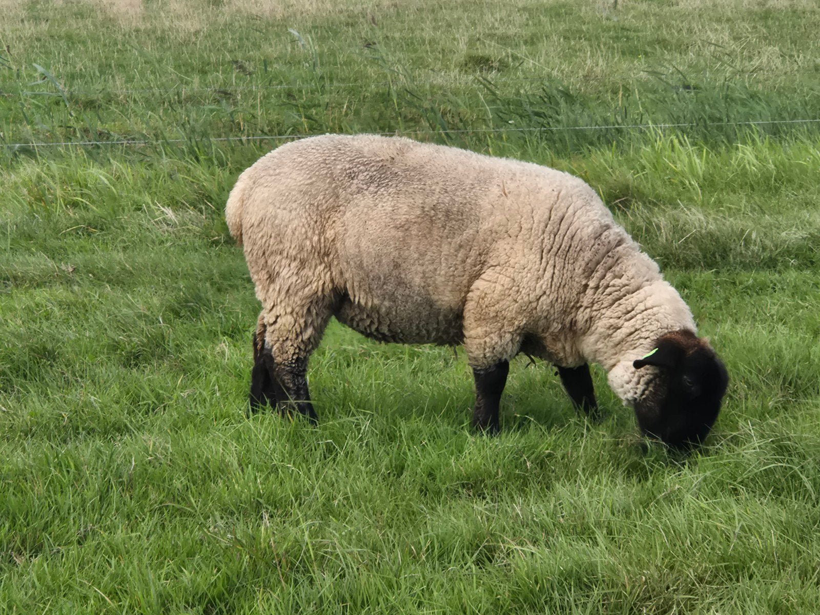 3 Raszuivere Suffolk Ooien (gedekt), Dieren en Toebehoren, Vrouwelijk, Schaap