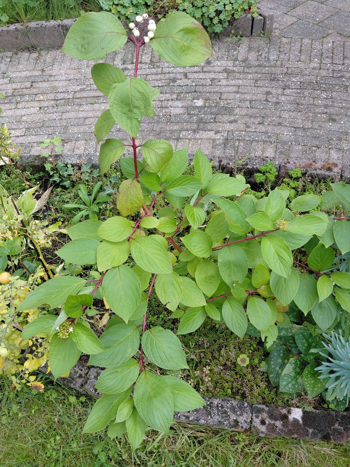 Kornoelje struikje met witte besjes, Ophalen, Overige soorten, Struik, Minder dan 100 cm