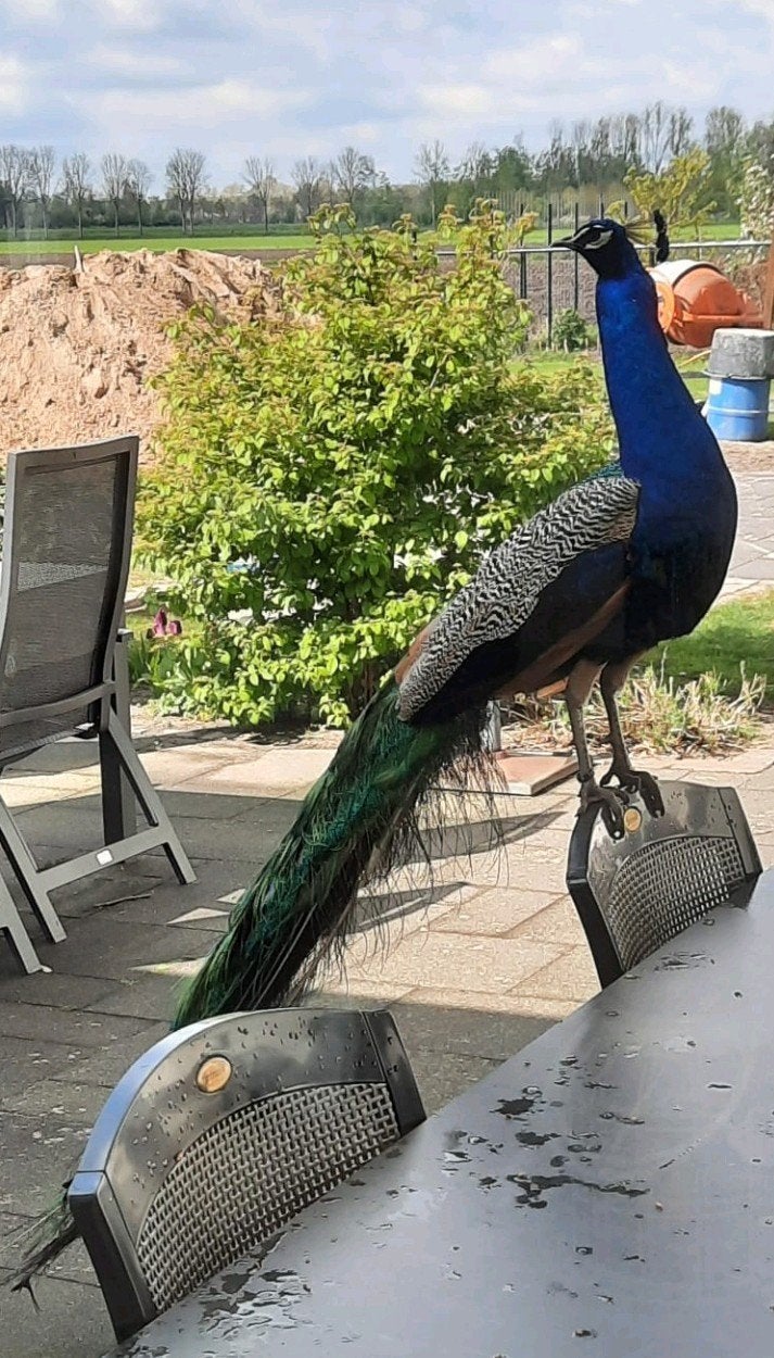 koppel blauwe pauw, Meerdere dieren, Overige soorten