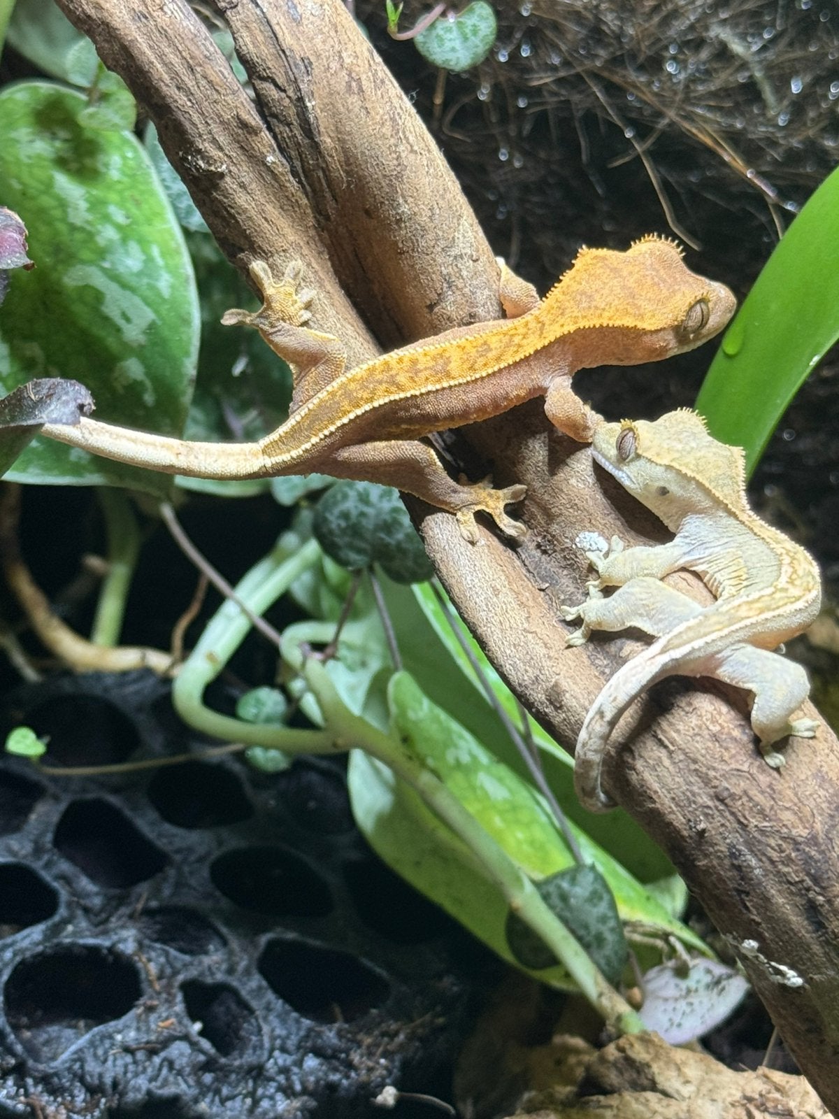 Wimpergekko gecko 2026, Hagedis, 0 tot 2 jaar