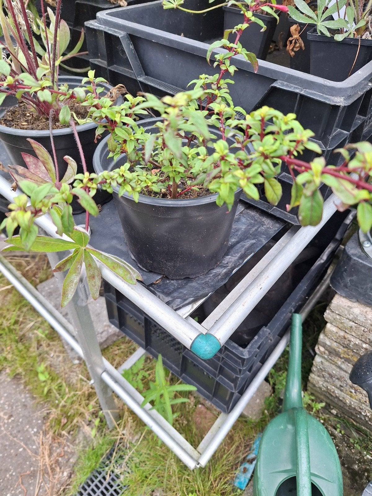 Fuchsia 'Riccartonii in 3 liter pot nu in bloei., Tuin en Terras, Planten | Tuinplanten, Volle zon, Vaste plant, Zomer, Ophalen