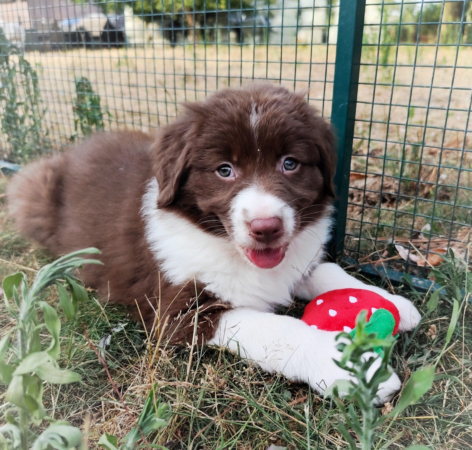 Wij zijn allemaal gereserveerd ❤️, Dieren en Toebehoren, 8 tot 15 weken, Meerdere, Meerdere dieren, Herder