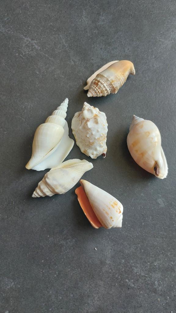 Te koop 6 schelpen, Ophalen of Verzenden, Schelp(en)