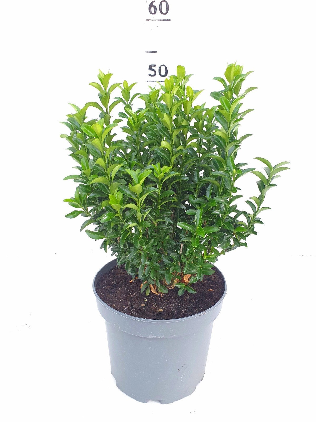 Euonymus green spire te koop 4,50, Ophalen, Overige soorten, Minder dan 100 cm