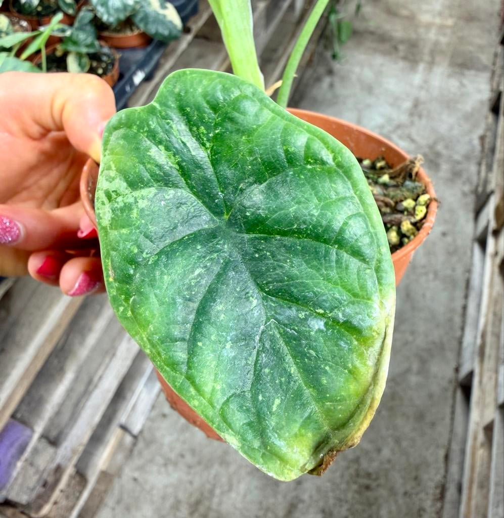 Alocasia Dragon Scale Stardust p12, Huis en Inrichting, Kamerplanten, Ophalen of Verzenden