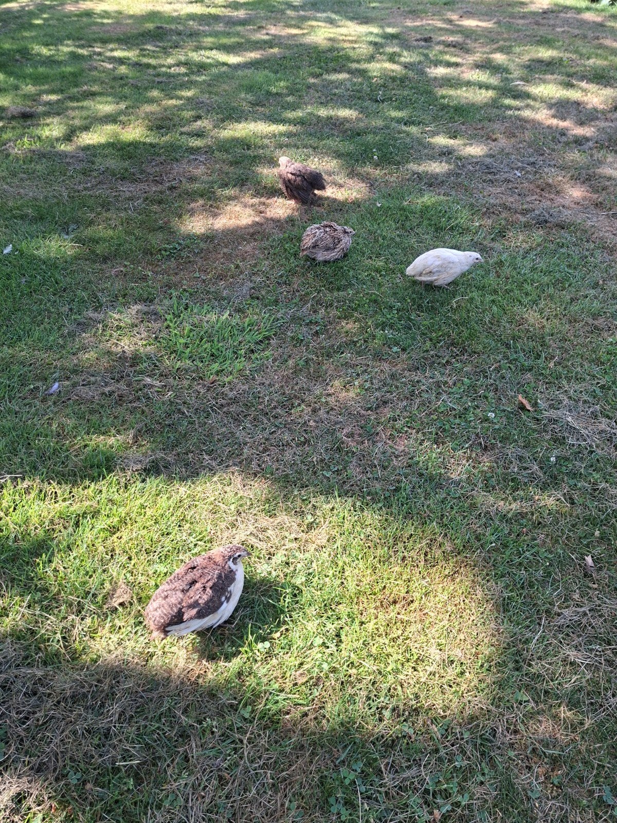 Japanse kwartels kwartel, Dieren en Toebehoren, Pluimvee, Vrouwelijk, Overige soorten
