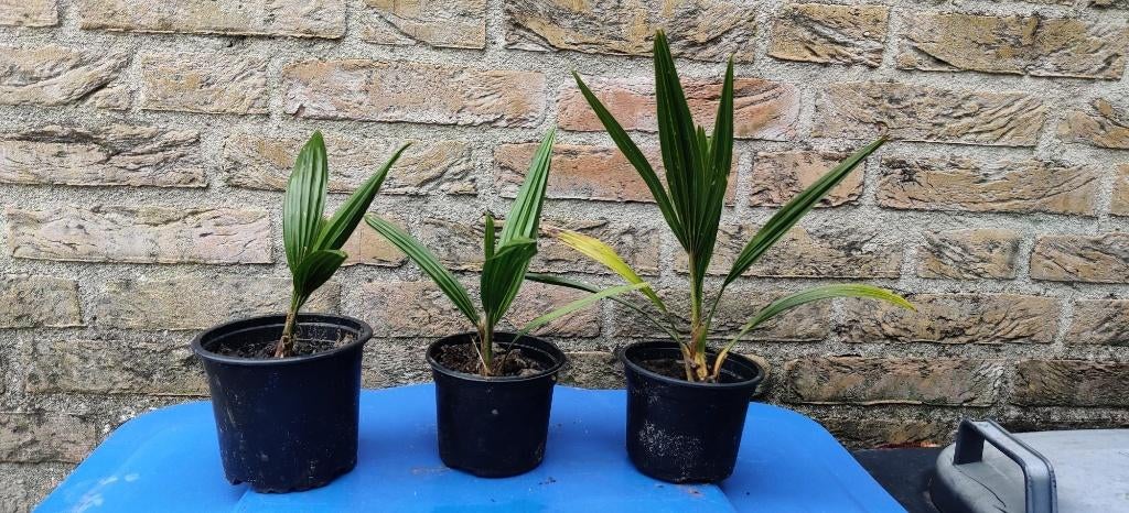 Chinese waaierpalm, Tuin en Terras, Planten | Bomen, Minder dan 100 cm, Zomer, Palmboom, Ophalen