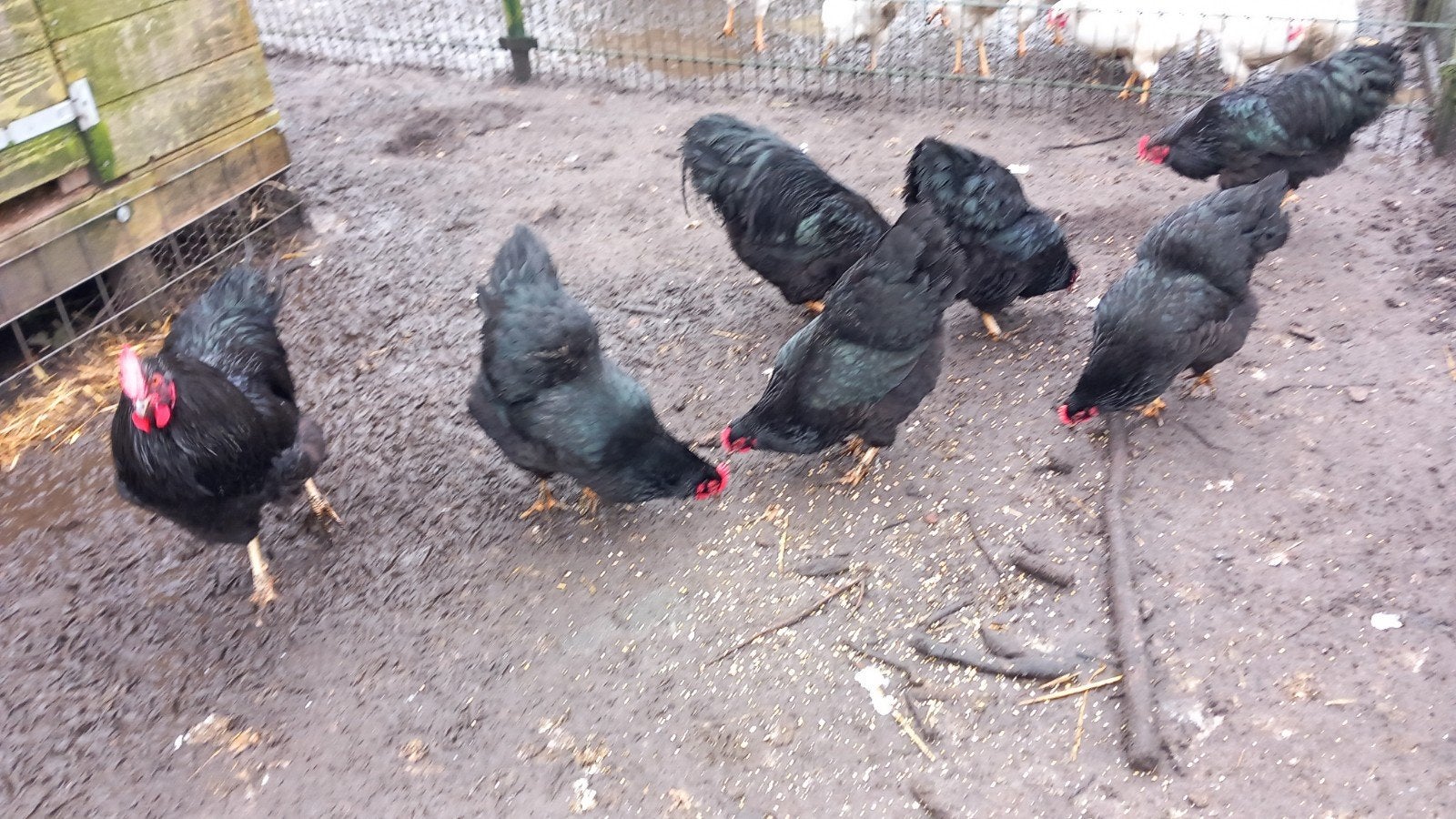 Barnevelder zwart Europeesch, Dieren en Toebehoren, Vrouwelijk, Kip