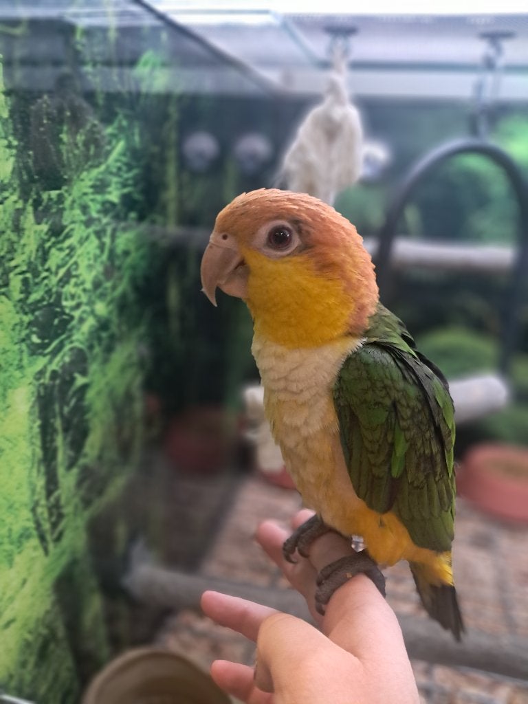 tamme jonge geeldij caique, Dieren en Toebehoren, Vogels | Parkieten en Papegaaien, Meerdere dieren, Papegaai, Geringd