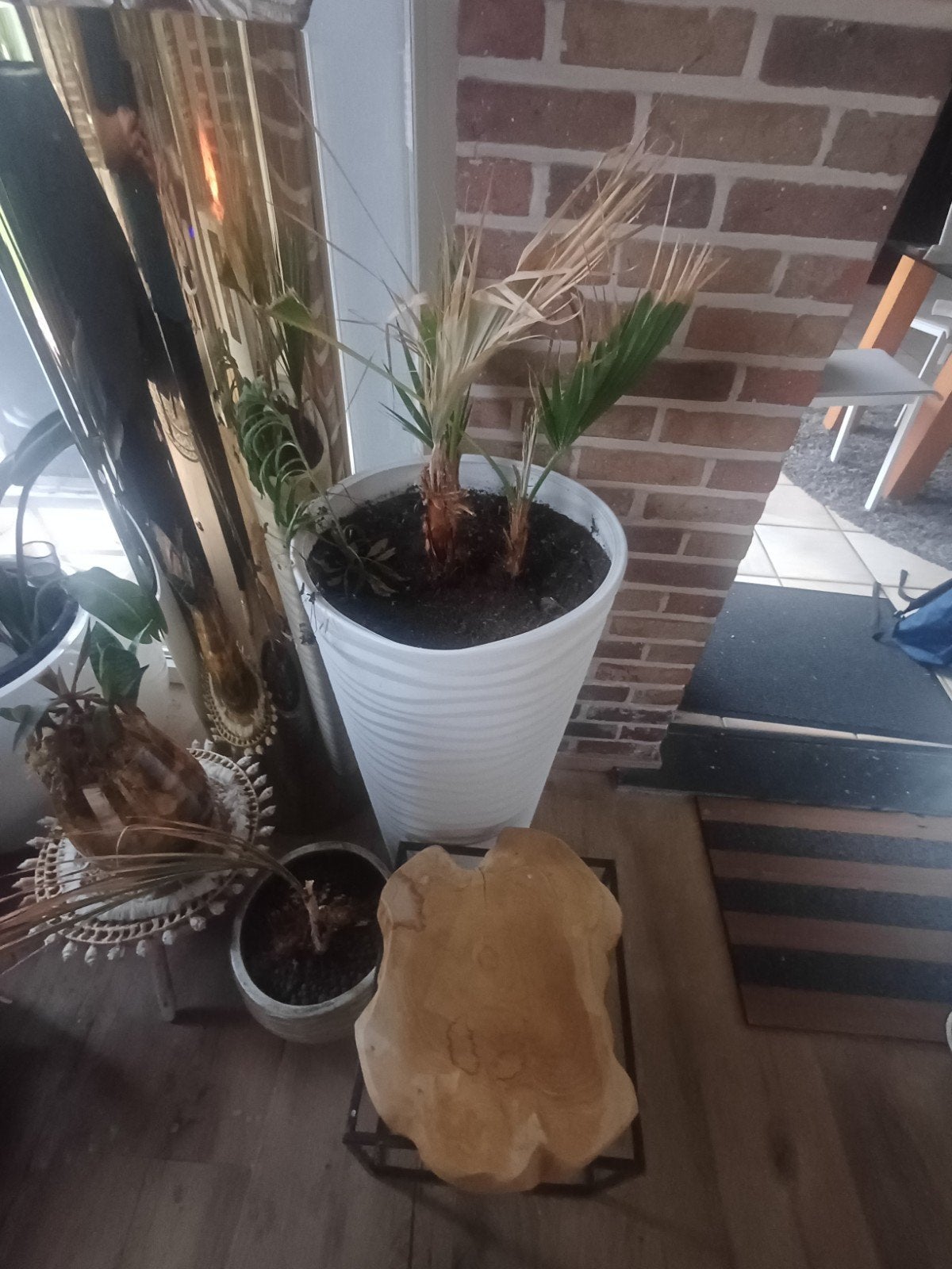 Kleine palm in witte  grootpot, Palm, In pot, Minder dan 100 cm, Groene kamerplant