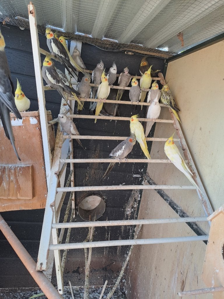 valkparkiet, Meerdere dieren, Parkiet, Geringd