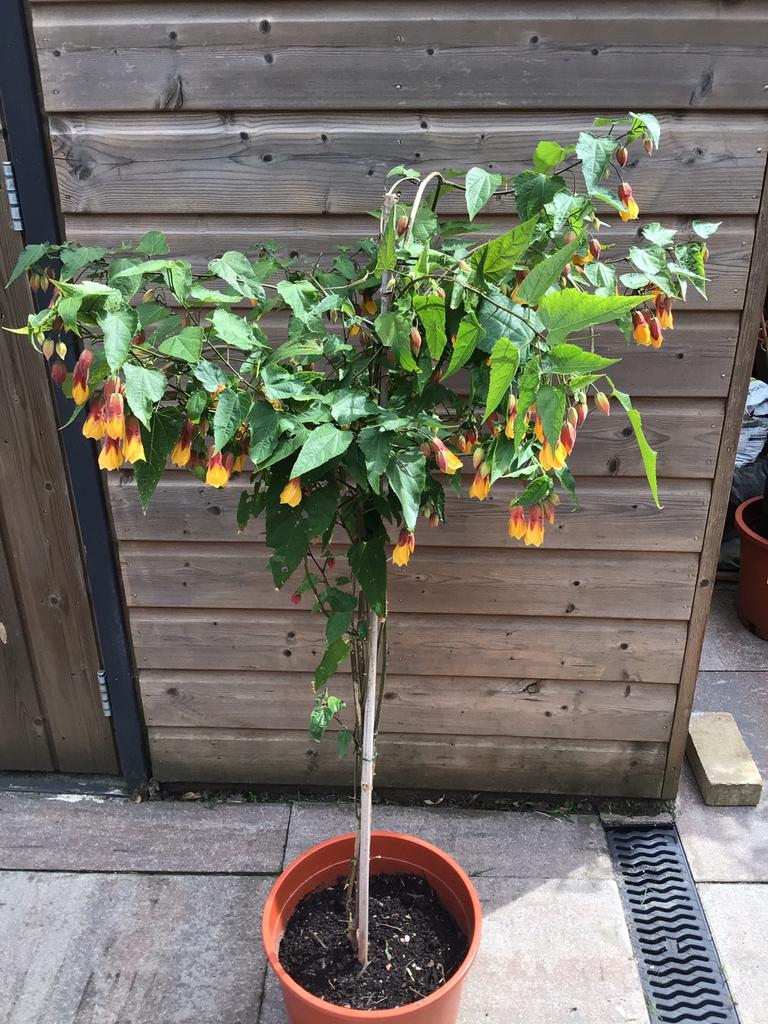 Aboeltion bloeiende boompje, Ophalen, Volle zon, Overige soorten, Minder dan 100 cm