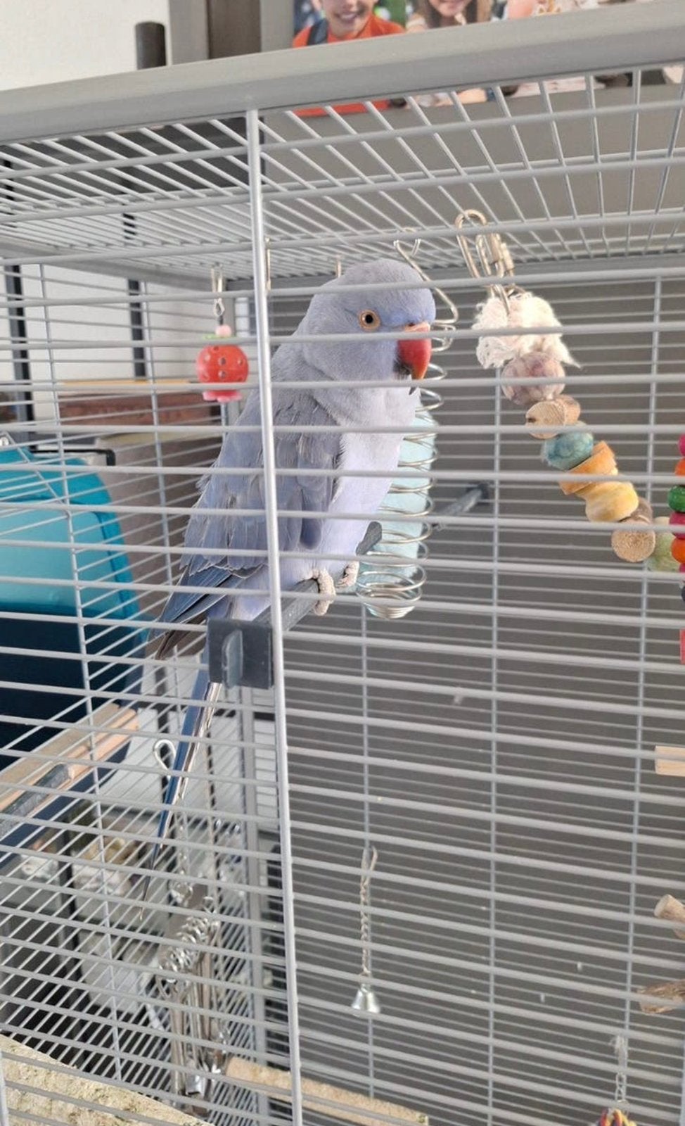 Tamme halsband parkiet, Dieren en Toebehoren, Vogels | Parkieten en Papegaaien, Mannelijk, Parkiet, Tam