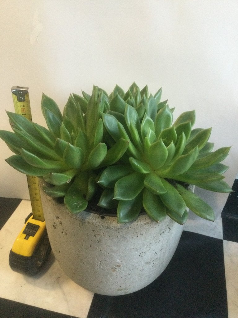 Vetplanten, Ophalen, Overige soorten, Volle zon