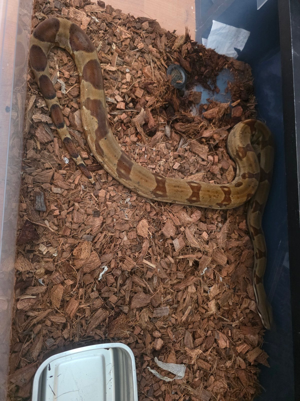 boa constrictor Boa Constrictor photo 6