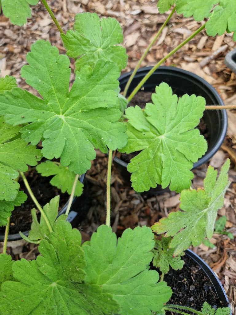 Geranium macrorhiza  vaste plant, Ophalen, Overige soorten, Halfschaduw