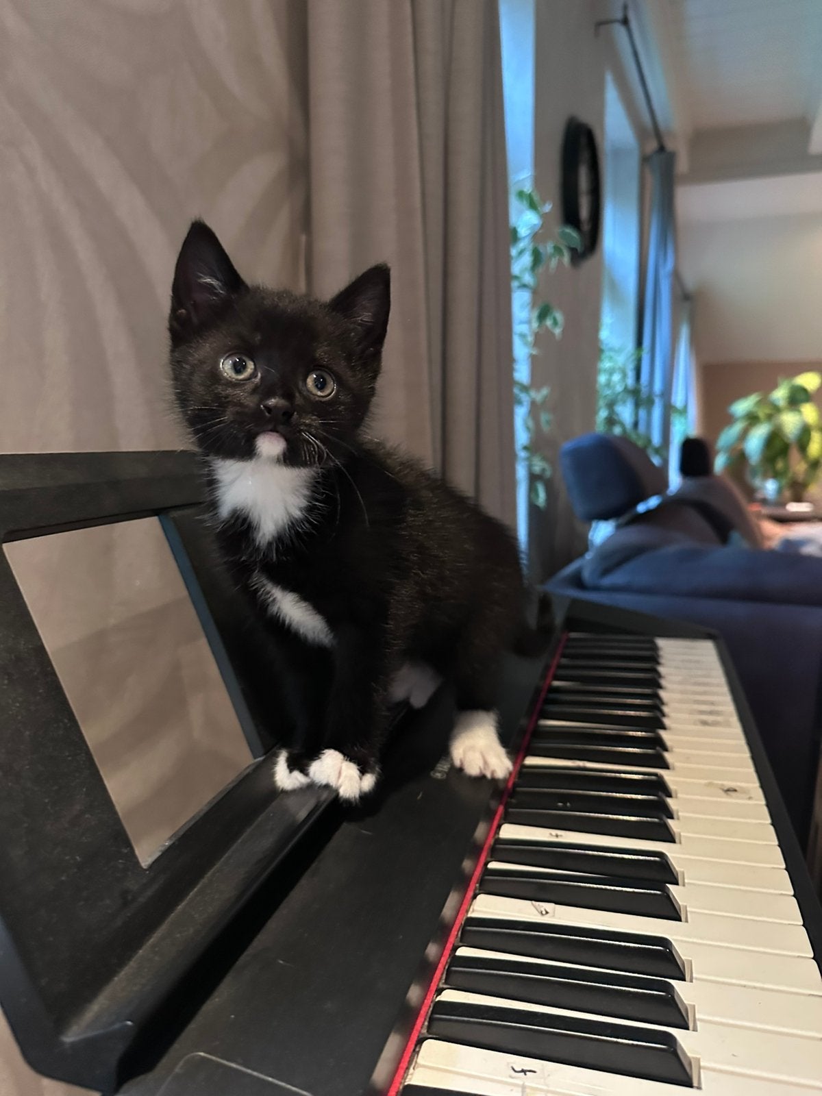 Te koop: 4 mooie kittens, Meerdere dieren, Kortharig, 0 tot 2 jaar