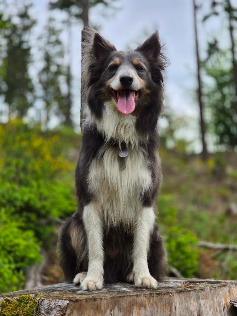 Bordercollie reu zoekt teef, Dieren en Toebehoren, Honden | Herdershonden en Veedrijvers, Reu, CDV (hondenziekte), Collie, Eén hond