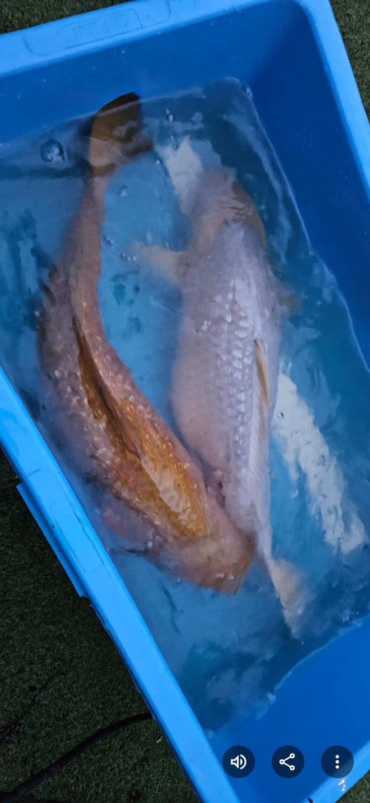 koi vissen te koop vijvervissen, Karper of Koi