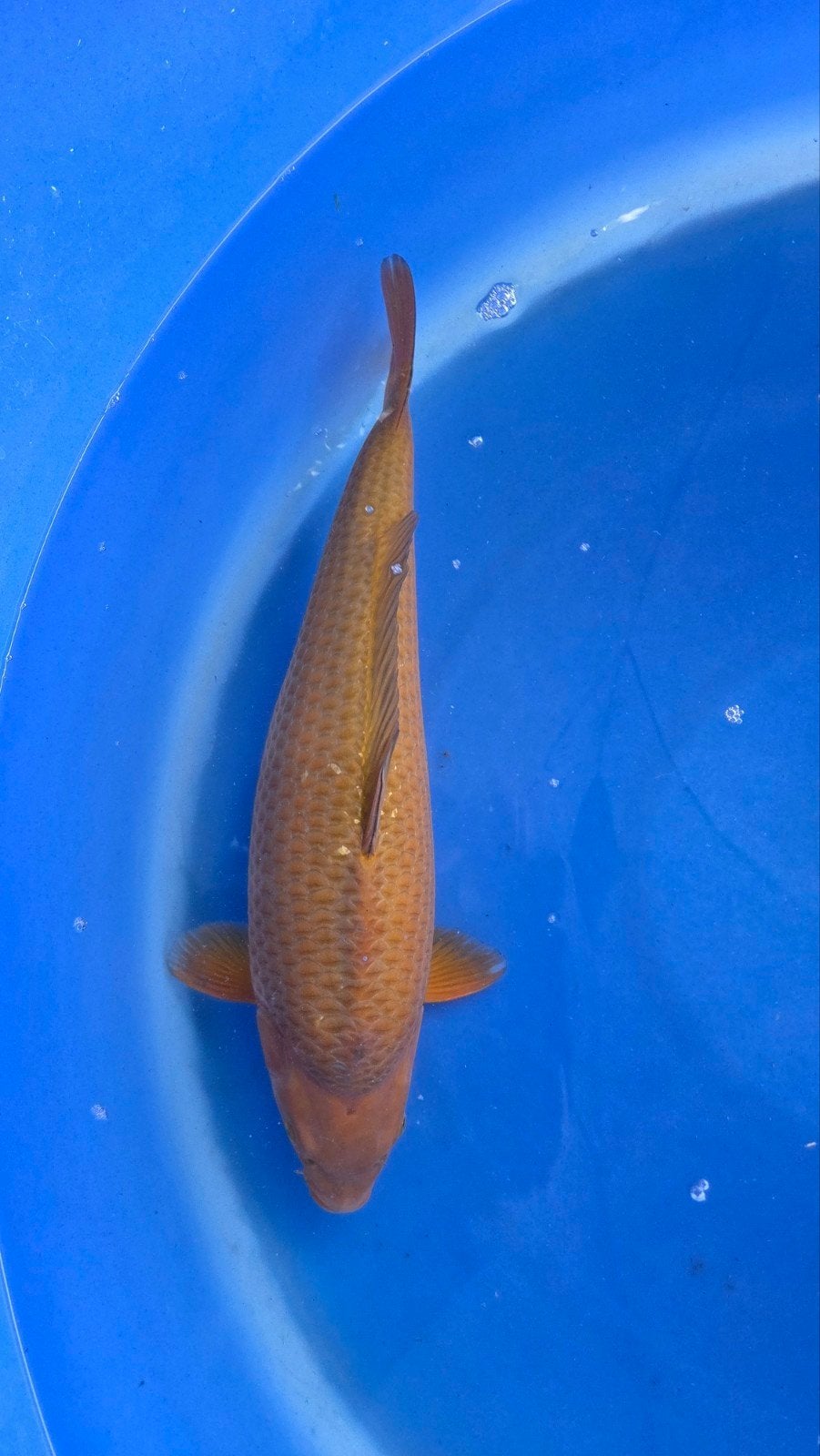 Chagoi koi 55 cm 2,5 jaar jong, Karper of Koi