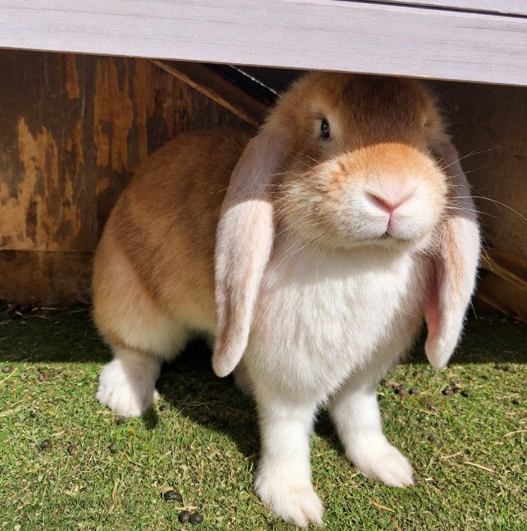 nieuw huisje gezocht voor Ginger (lees omschrijving), Dieren en Toebehoren, Konijnen, Vrouwelijk