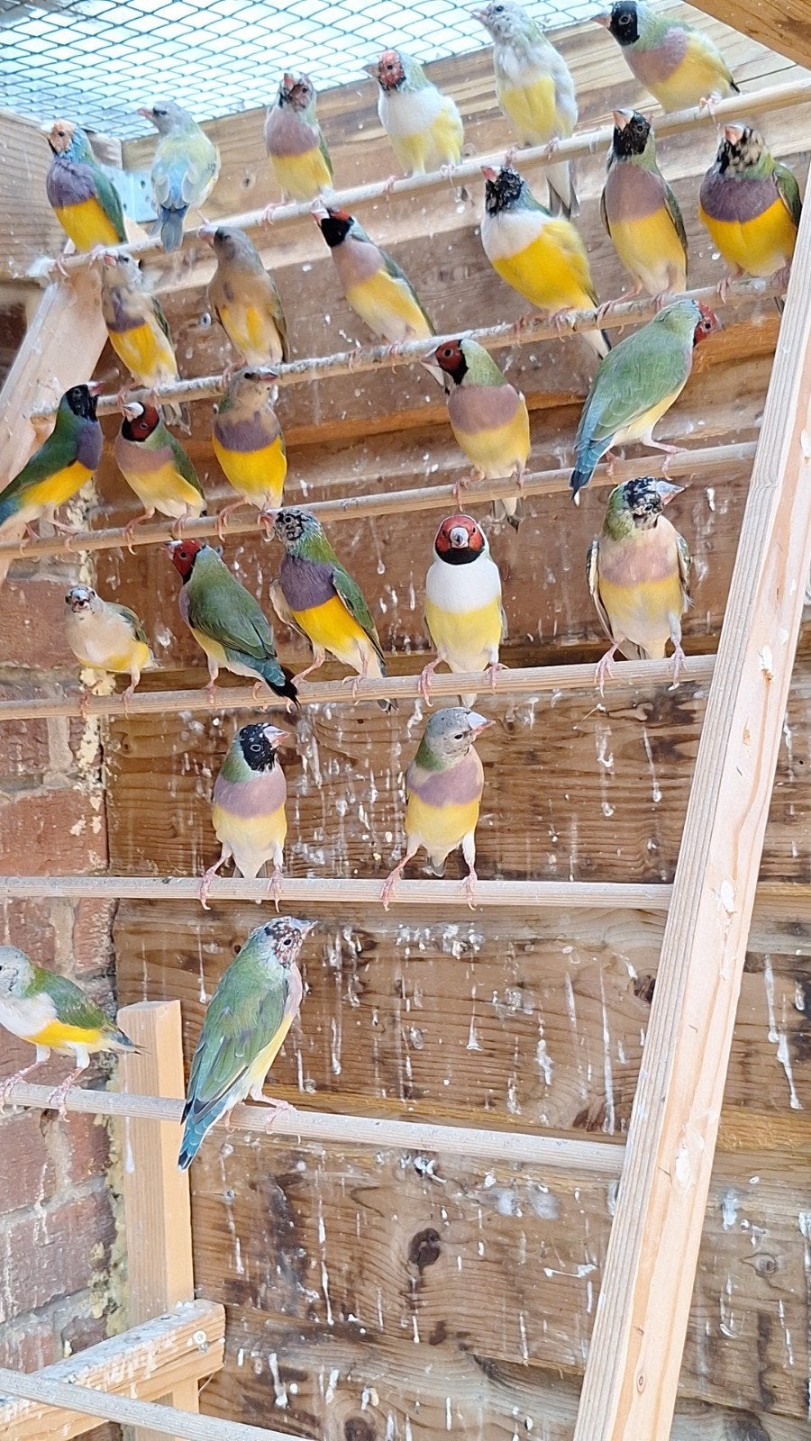 Mooie jonge gouldamadine, Dieren en Toebehoren, Vogels | Overige Vogels, Meerdere dieren
