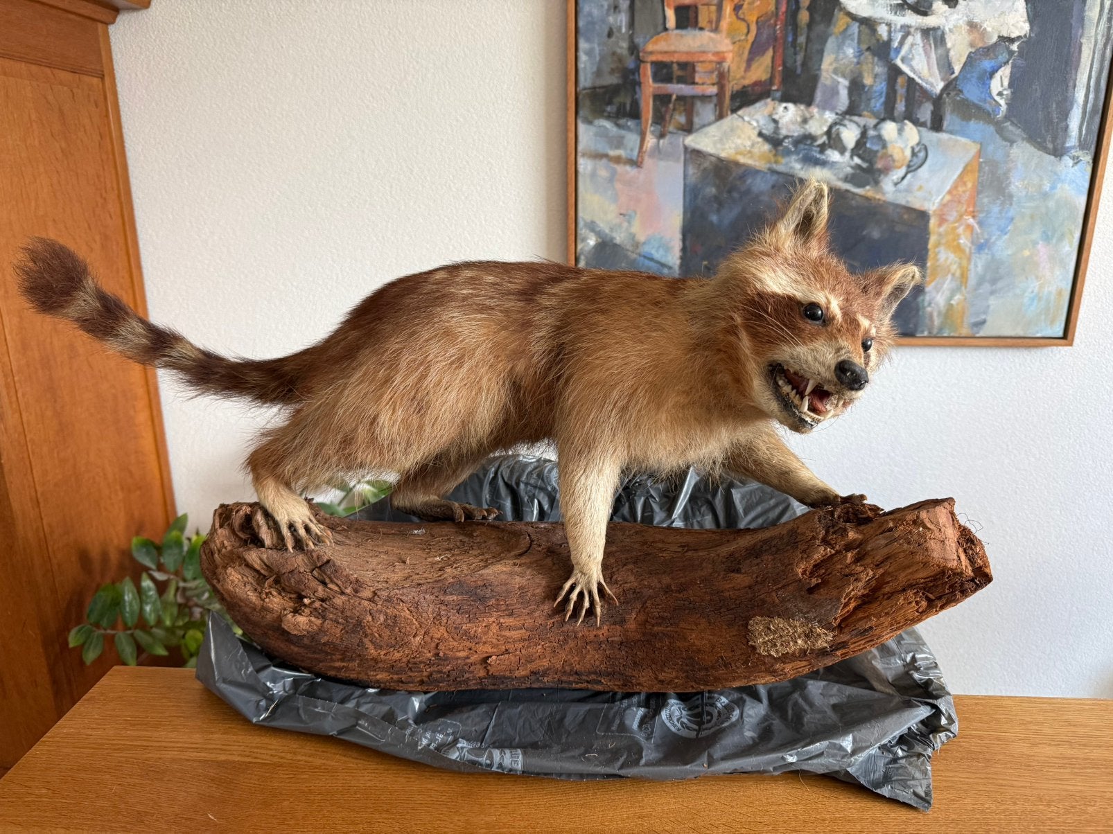 Opgezette wasbeer in  goede staat, Ophalen, Zo goed als nieuw, Vogel, Opgezet dier