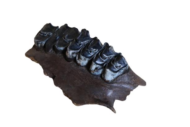Sinomegaceros sp. maxilla fossiel, Verzamelen, Mineralen en Fossielen, Ophalen of Verzenden, Fossiel