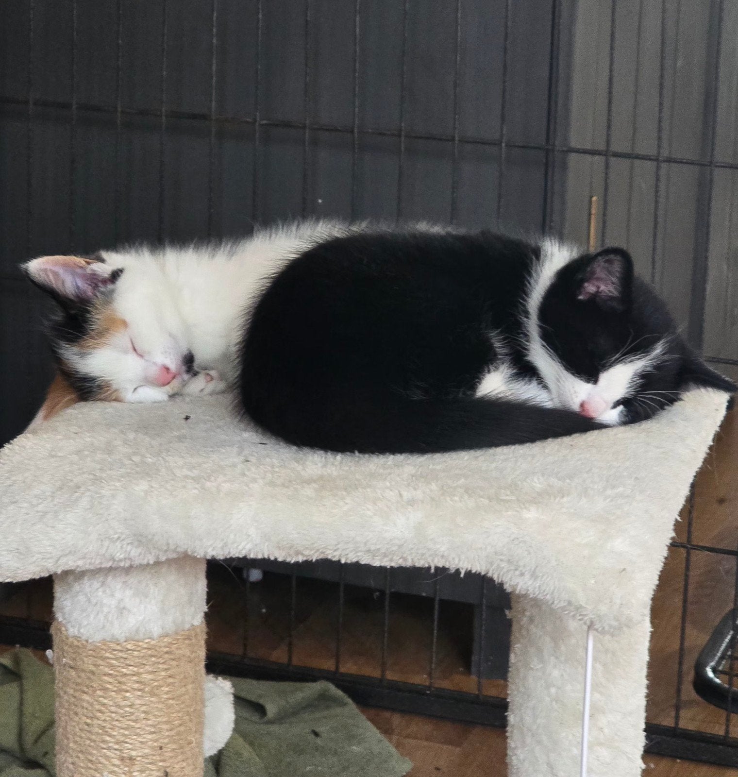 Nog 2 kittens beschikbaar