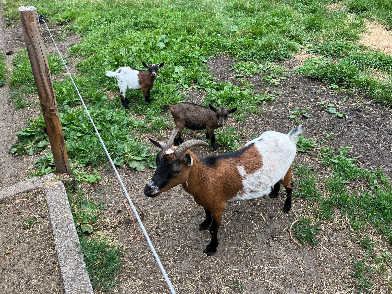 Mooie dwerggeit met 2 lammetjes, Dieren en Toebehoren, Schapen, Geiten en Varkens, Vrouwelijk, Geit, 0 tot 2 jaar