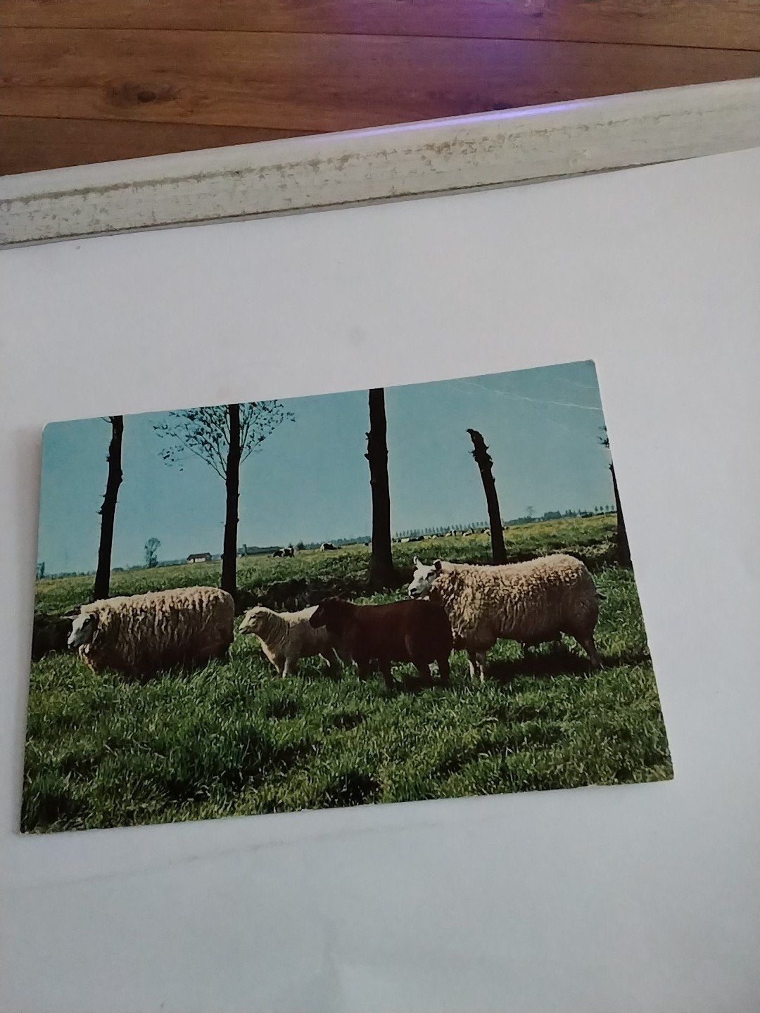 Oude ansichtkaart met schapen en lammetjes, geschreven, Ophalen of Verzenden, 1960 tot 1980, Gelopen