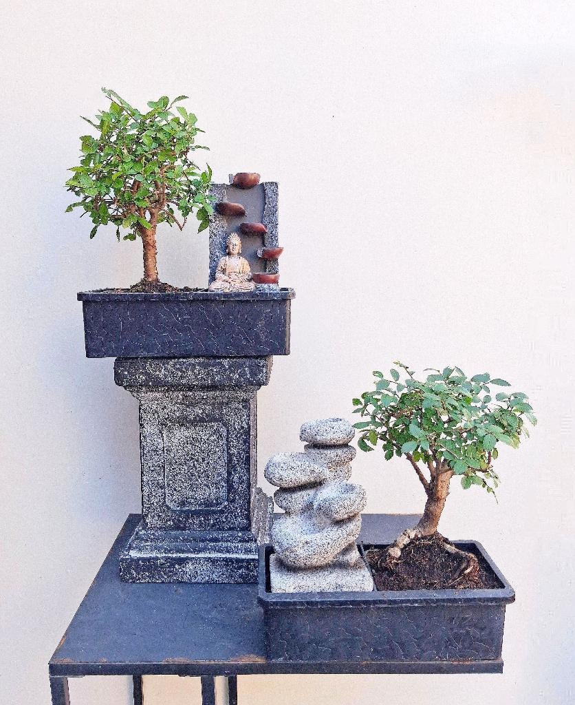 1 Bonsai Ulmus Parvifolia -Chinese Iep Met Waterval  Kamerplanten   Marktplaats