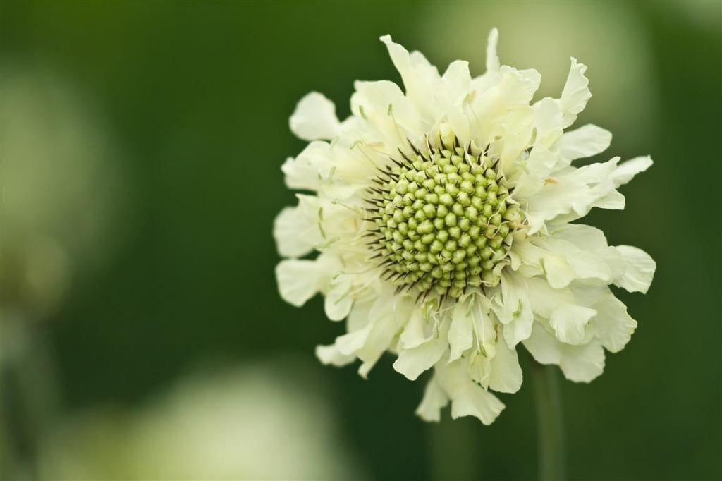 Cephalaria Gigantea reuzen duifkruid. Wolken creme bloemen, Overige soorten, Vaste plant, Ophalen of Verzenden, Halfschaduw