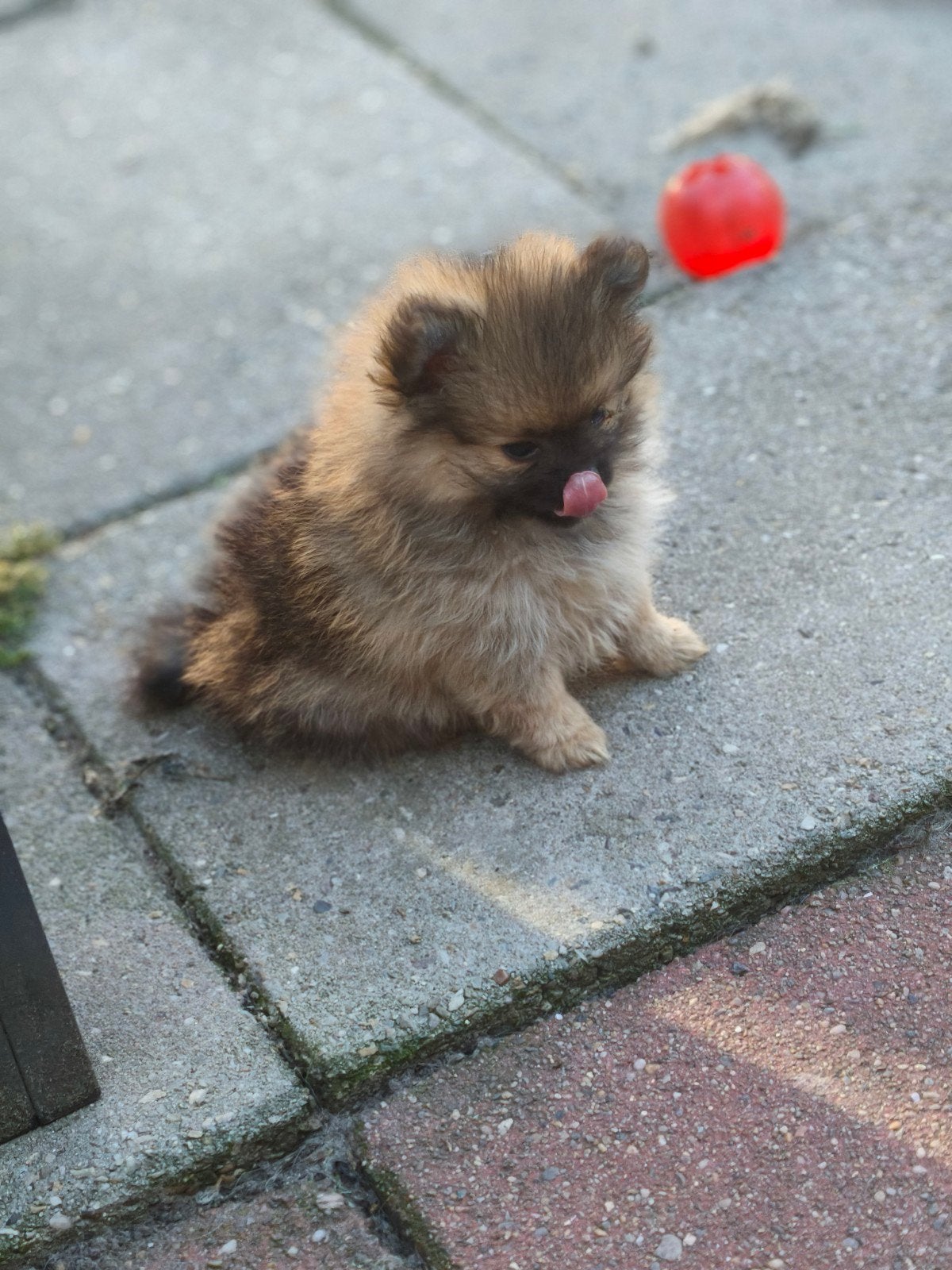 Pomchi x pomeriaan OPTIE OP ALLE 3, Dieren en Toebehoren, Parvo, Overige rassen, 8 tot 15 weken, Meerdere