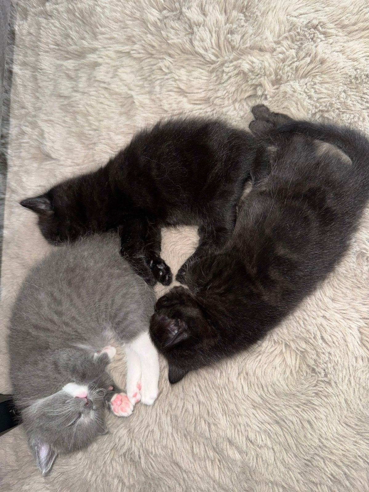 X Ragdoll kittens, Dieren en Toebehoren, Katten en Kittens | Raskatten | Langhaar, Poes, 0 tot 2 jaar, Ontwormd, Ingeënt