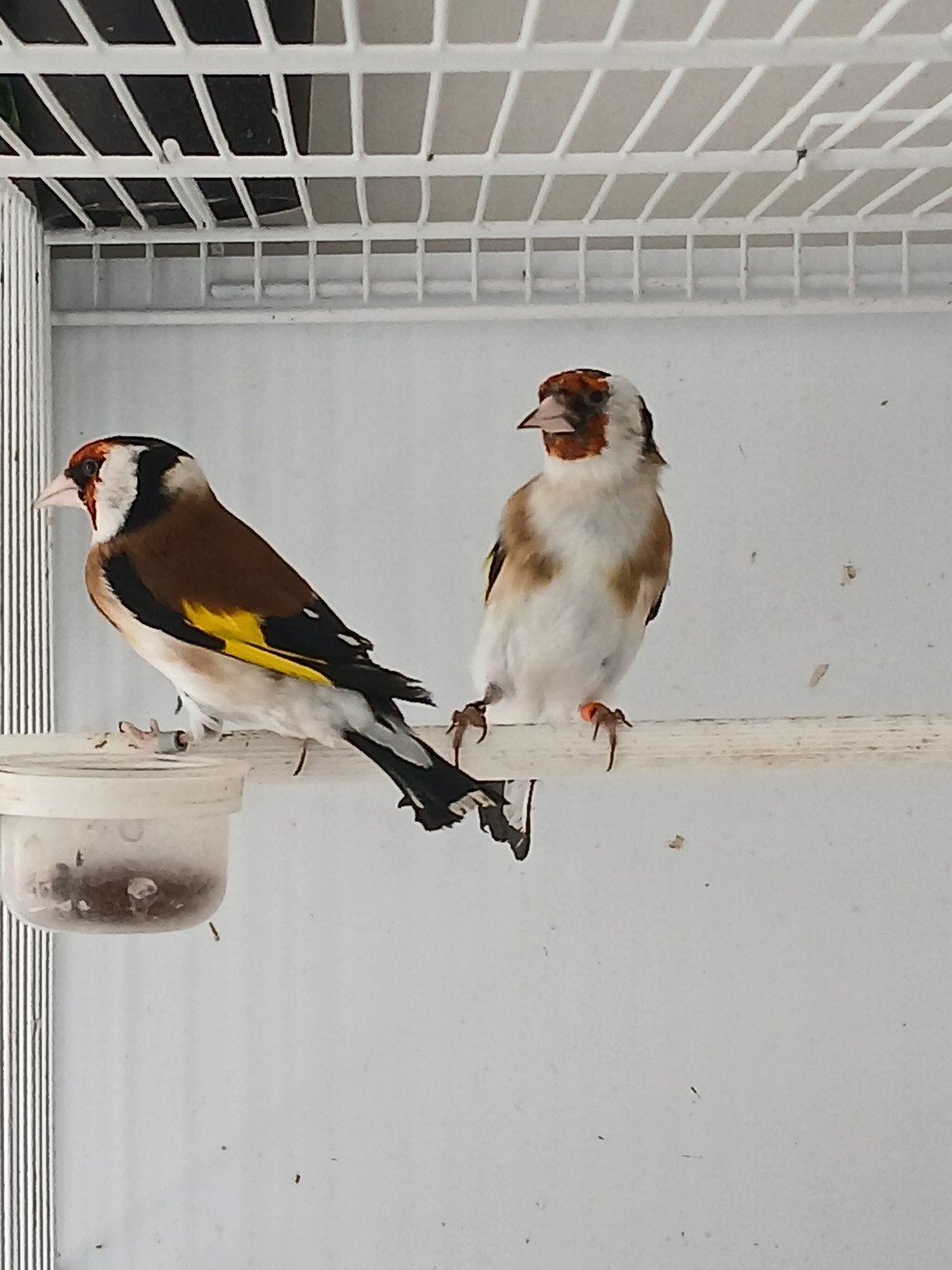 Koppel majoorputters., Meerdere dieren, Wildzangvogel, Geringd