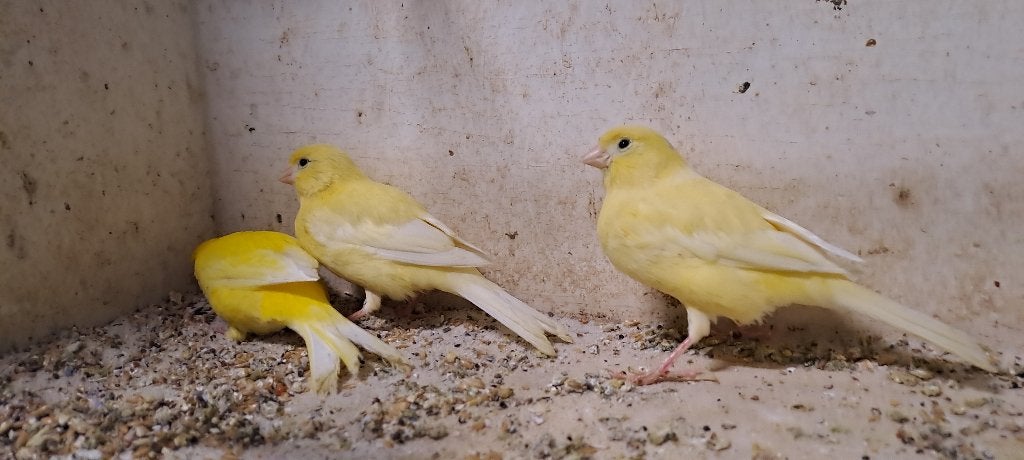 Goed fluitende kanarie mannen, Dieren en Toebehoren, Vogels | Kanaries, Mannelijk, Kleurkanarie