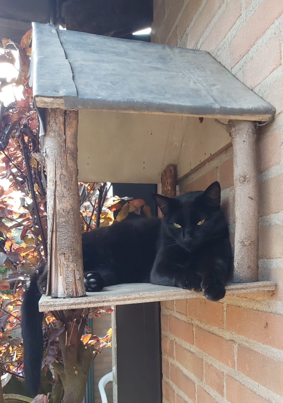 POES LOTJE (6) ZOEKT NIEUW PERSONEEL, Dieren en Toebehoren, Poes, Kortharig, 6 jaar of ouder