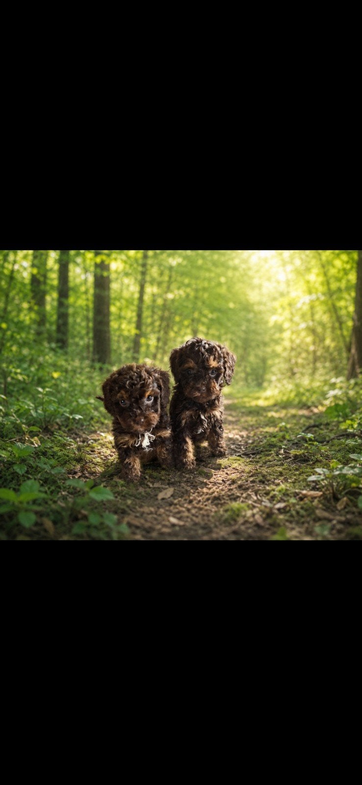 mini labradoodle, Dieren en Toebehoren, Overige rassen, 8 tot 15 weken, Meerdere, Meerdere dieren