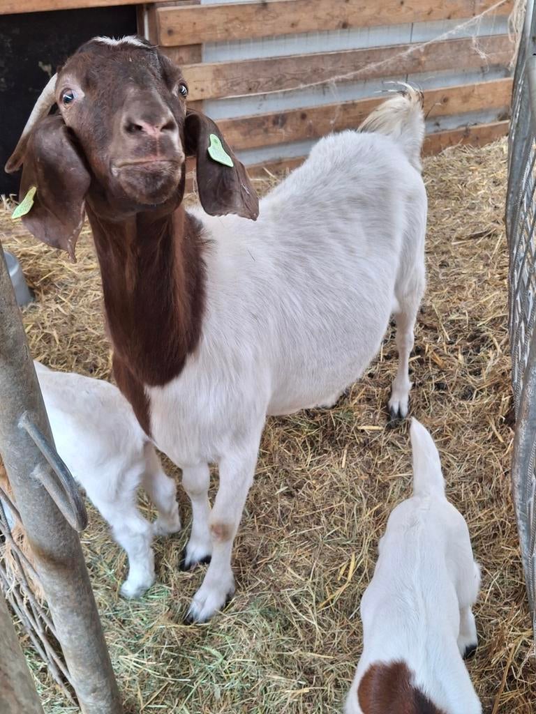 Boergeit met 2 geit lammeren, Vrouwelijk, Geit, 3 tot 5 jaar
