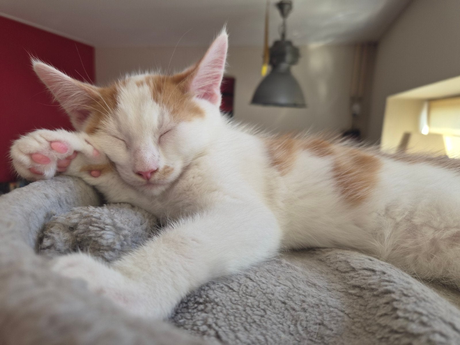 Kruising  75 % maincoon kittens vier stuks, Meerdere dieren, Ontwormd, 0 tot 2 jaar