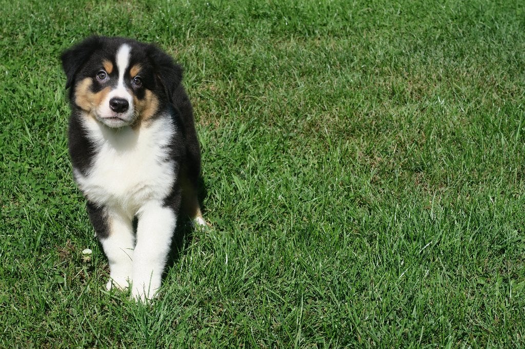 Foto 12 van Black Tri Australian Shepherd pups
