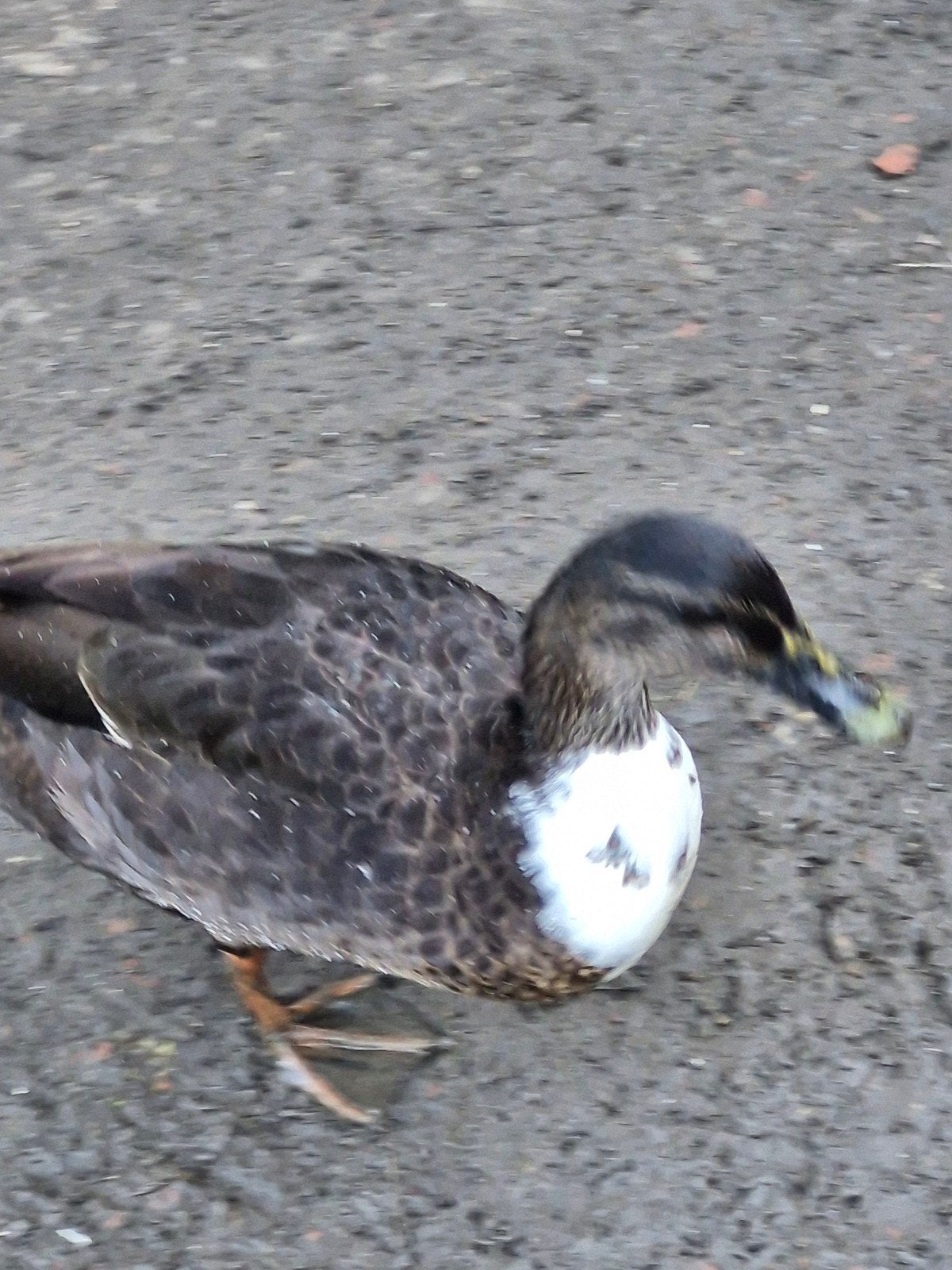 wilde eenden., Meerdere dieren, Eend