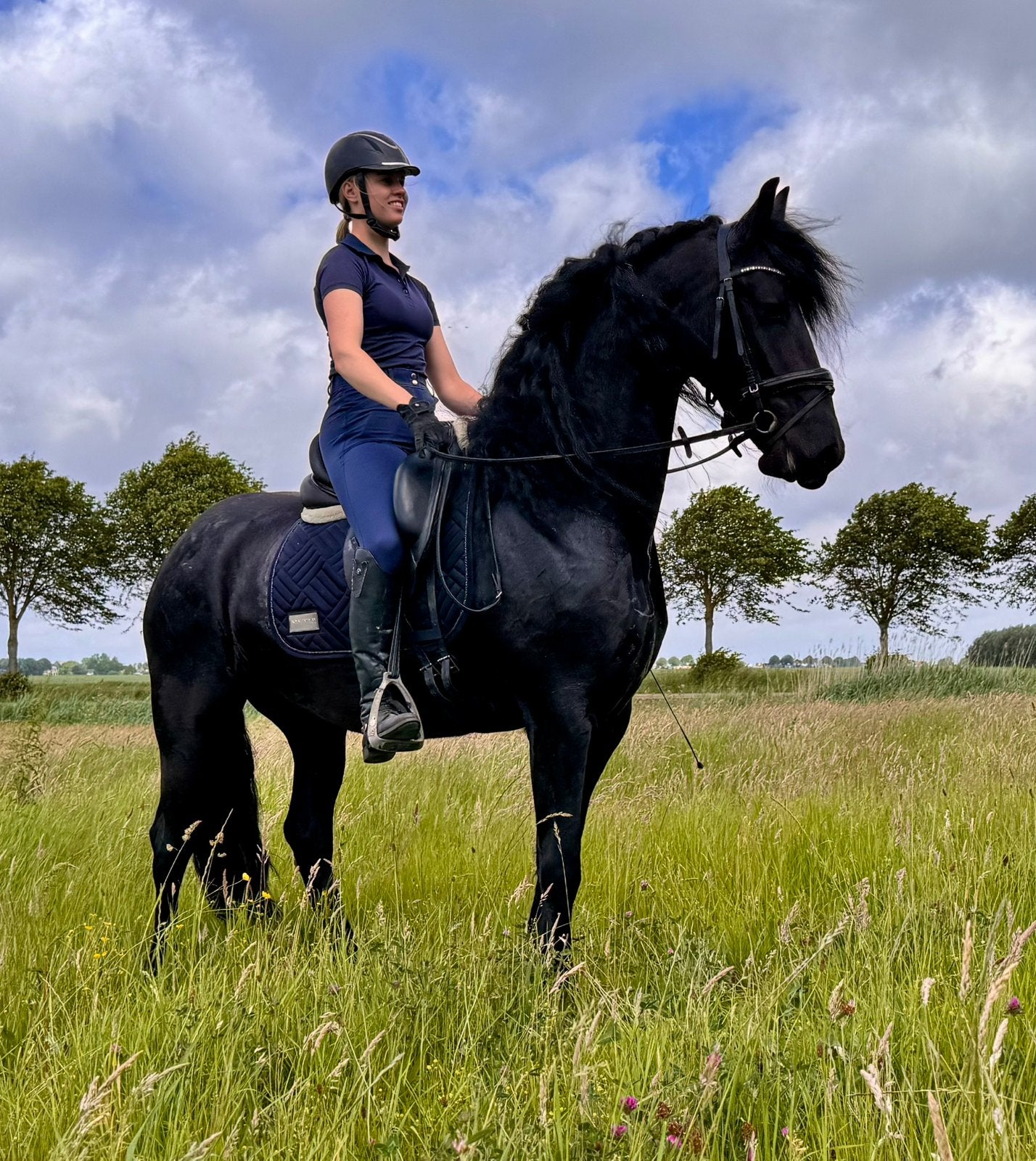 Schitterende drachtige friese Ster merrie, Dieren en Toebehoren, Dressuurpaard, Hengst, 3 tot 6 jaar, Onbeleerd