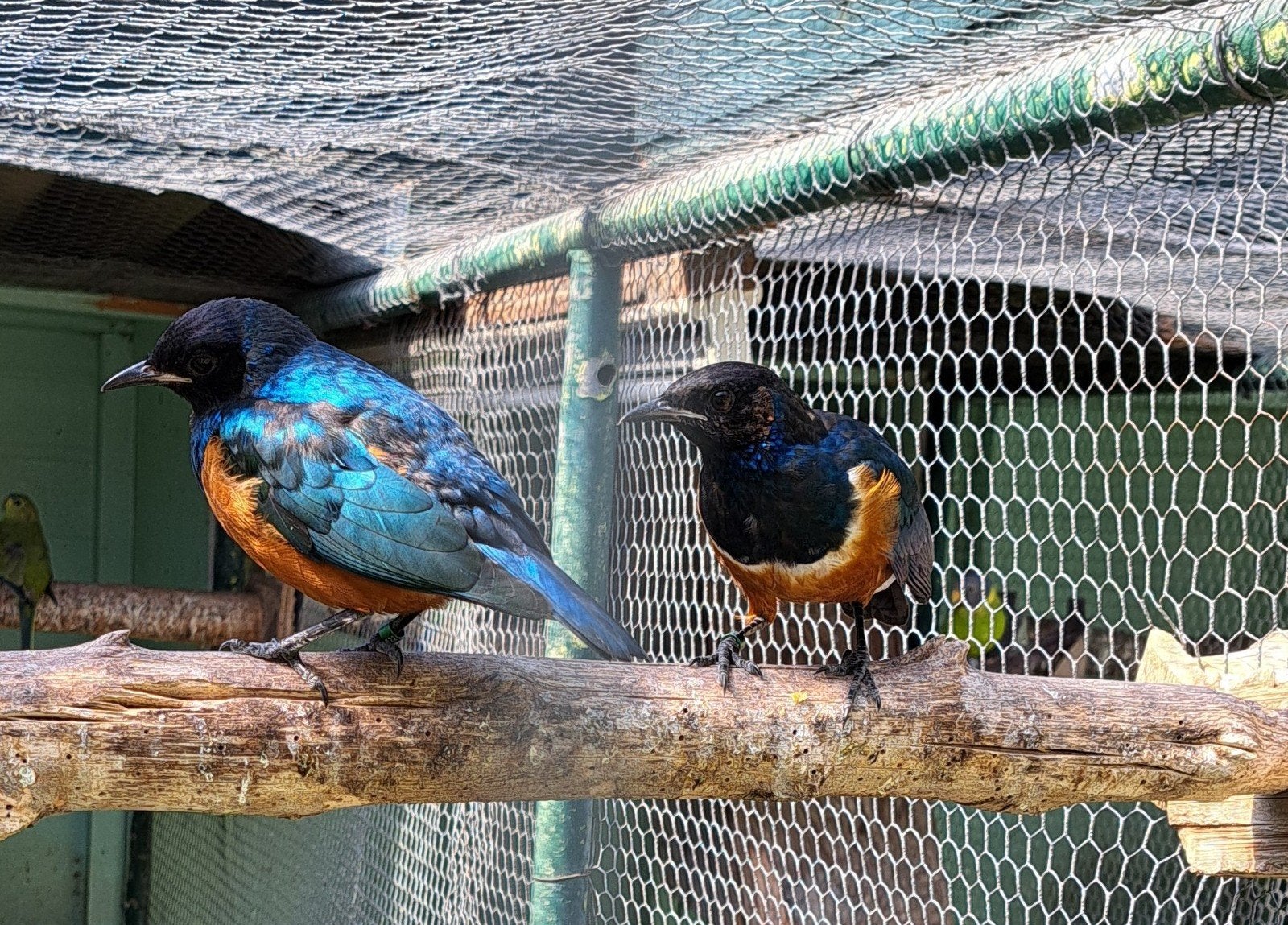 Driekleur Glansspreeuwen 2026, Dieren en Toebehoren, Vogels | Overige Vogels, Meerdere dieren, Geringd